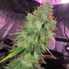 Afghan Original