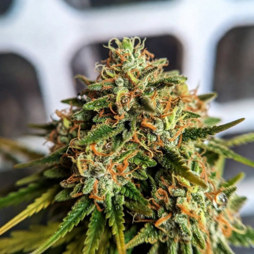 Семена Amnesia Lemon Feminised