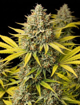 Семена конопли Amnesia XL