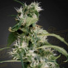 Arjan's Ultra Haze 2 (Mango Haze)
