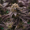Auto Black Opium 
