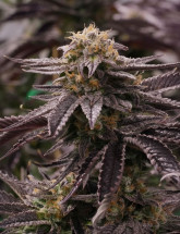 Семена конопли Auto Black Opium 