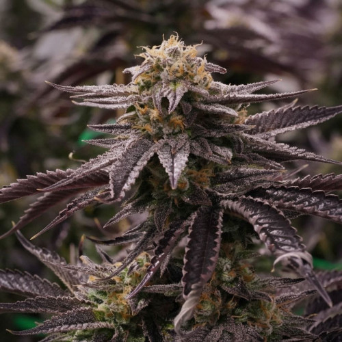 Семена Auto Black Opium 