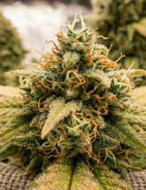 Семена конопли Auto Cheese