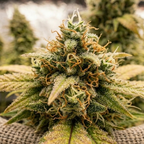 Семена Auto Cheese