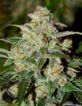Семена конопли Auto Colorado Cookies