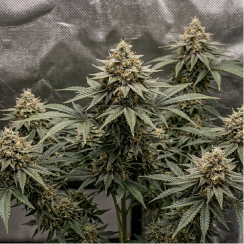 Семена марихуана Auto Divine Rapier