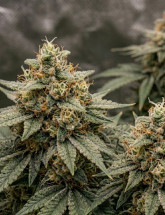 Семена конопли Auto Divine Rapier