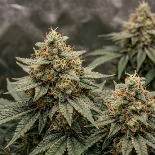 Семена Auto Divine Rapier