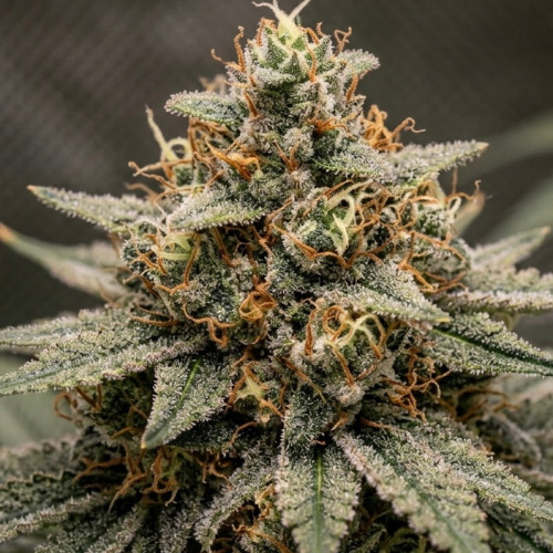 Купить семена Auto Divine Rapier