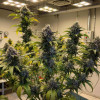 Auto Fast Bud