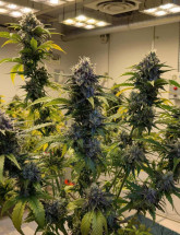 Семена конопли Auto Fast Bud