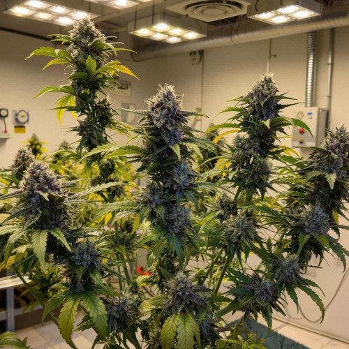 Семена Auto Fast Bud