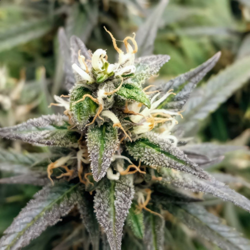 Семена марихуана Auto John Weed