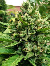 Семена конопли Auto John Weed