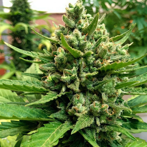 Семена Auto John Weed