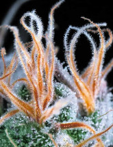 Auto John Weed Семена конопли Auto John Weed