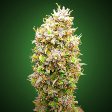 auto-lemon-kix-228x228.jpg