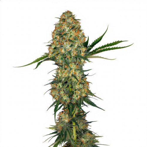 Семена марихуана Auto OG Indica
