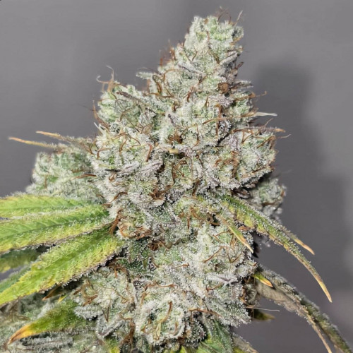 Купить семена Auto OG Indica