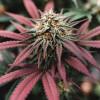 Auto Purple Opium
