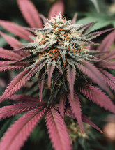 Семена конопли Auto Purple Opium
