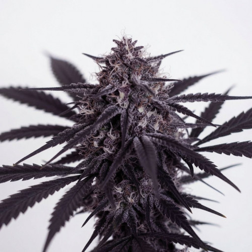 Семена марихуана Purple Ryder Auto
