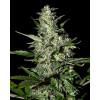 Super Critical Auto