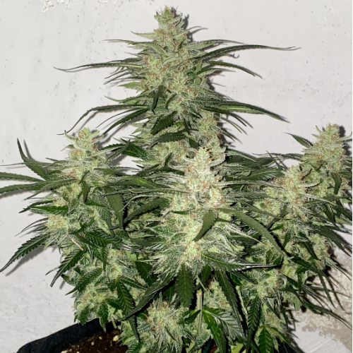 Семена Auto White Dwarf