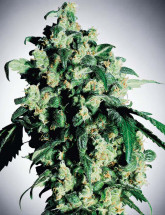 Семена конопли Auto White Virgin