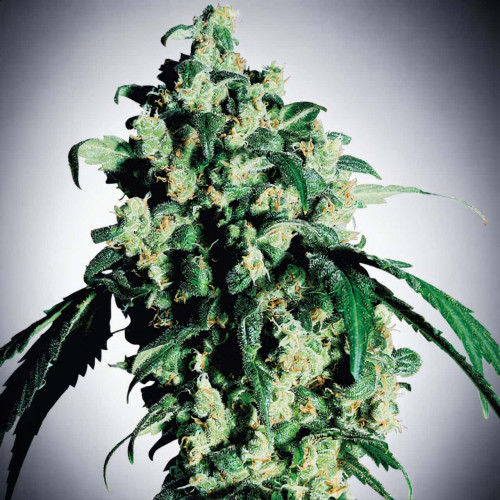 Семена Auto White Virgin