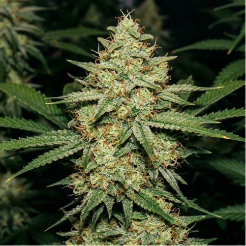 Купить семена Auto White Virgin