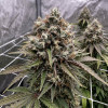 Auto Amnesia