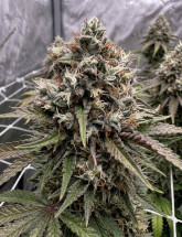 Семена конопли Auto Amnesia