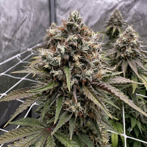Семена Auto Amnesia