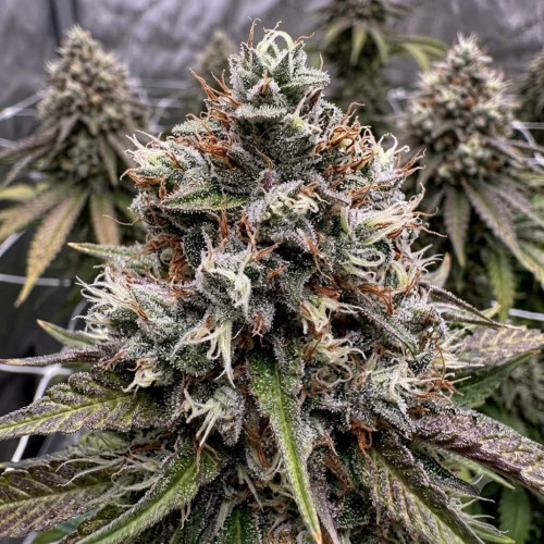 Семена марихуана Auto Amnesia
