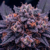 Auto Blueberry