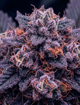 Семена конопли Auto Blueberry