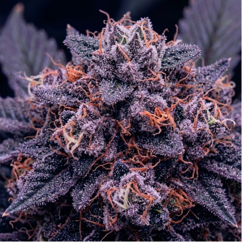 Семена Auto Blueberry
