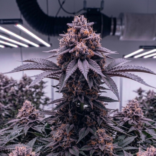 Auto Blueberry