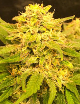 Семена конопли Auto Easy Ryder