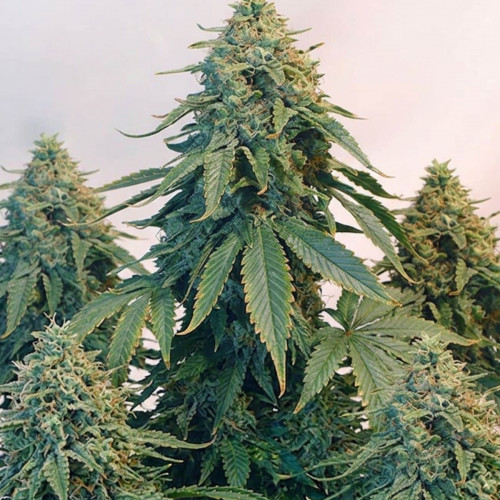 Купить семена Auto Tangie