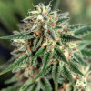 Auto Tangie