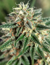 Семена конопли Auto Tangie