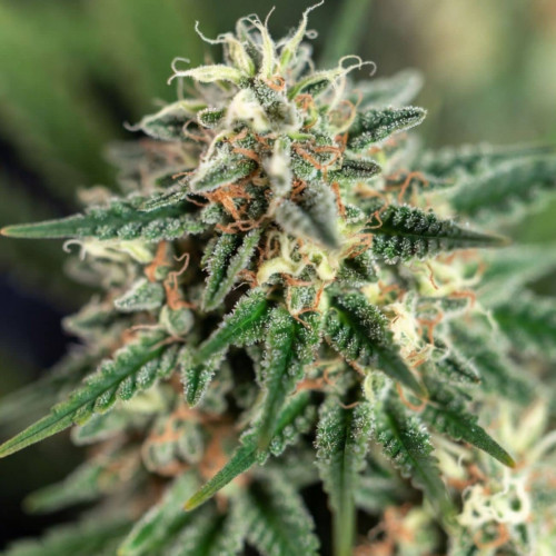 Семена Auto Tangie
