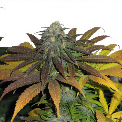 Семена марихуана Big Devil XL Auto