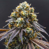 Black Opium