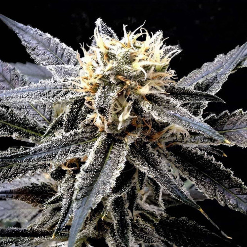 Купить семена Black Opium