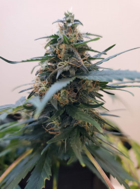Заказать семена марихуаны автоцветущие тест на марихуану наркочек