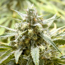 autobananakush-228x228.jpg